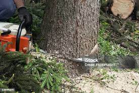 Best Leaf Removal  in Unionville, TN
